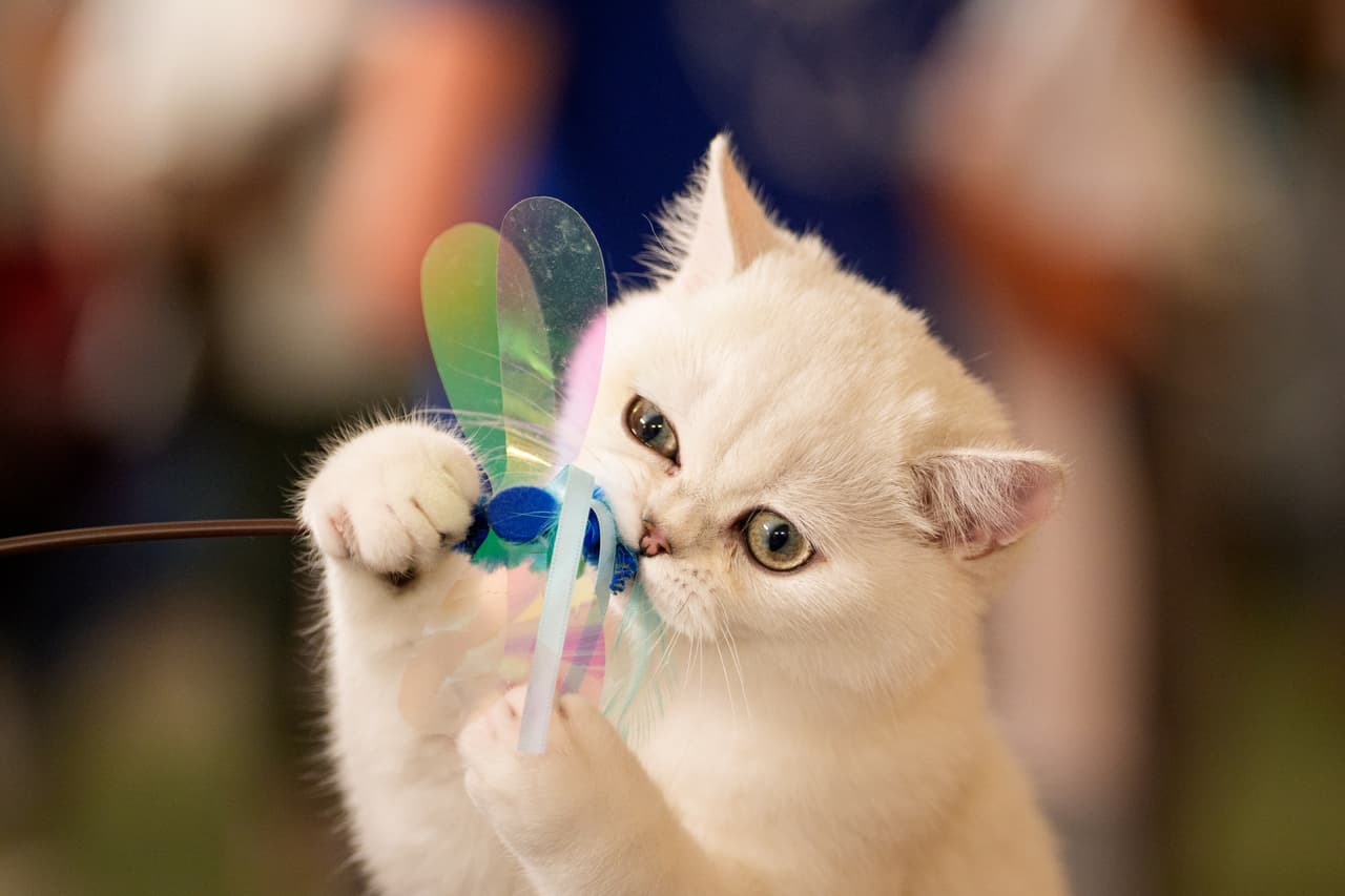 El concurso para descubrir al gato más bonito del mundo 