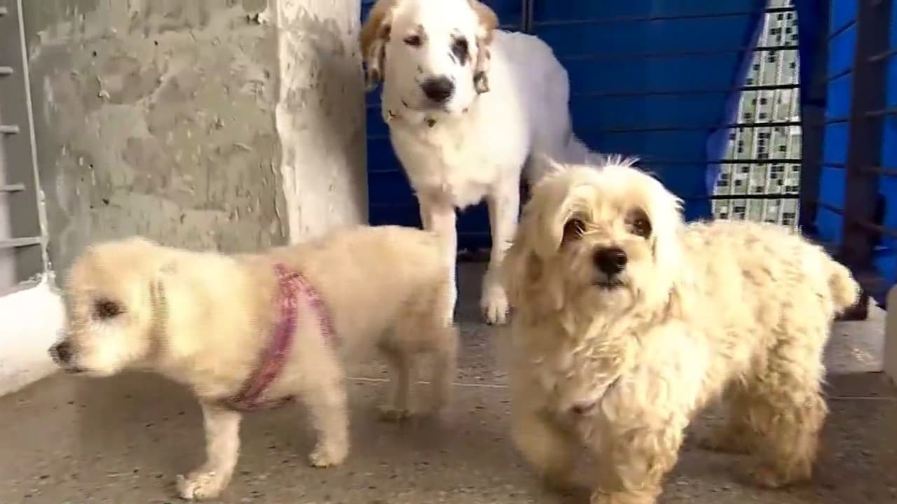 Mascotas también enfrentan las consecuencias de los terremotos en Venezuela