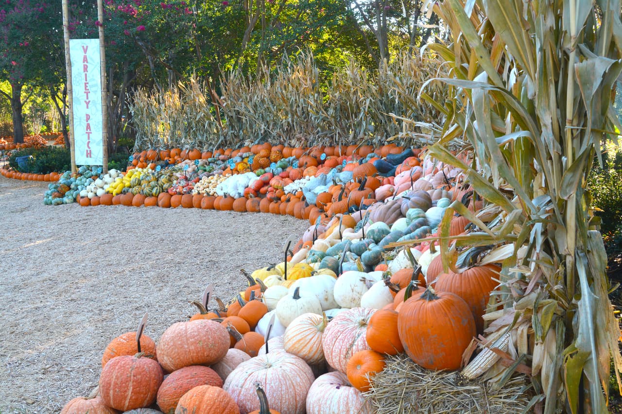 Se recomienda que las personas sigan los protocolos para evitar la propagación del coronavirus, como el distanciamiento social y el uso de desinfectante.