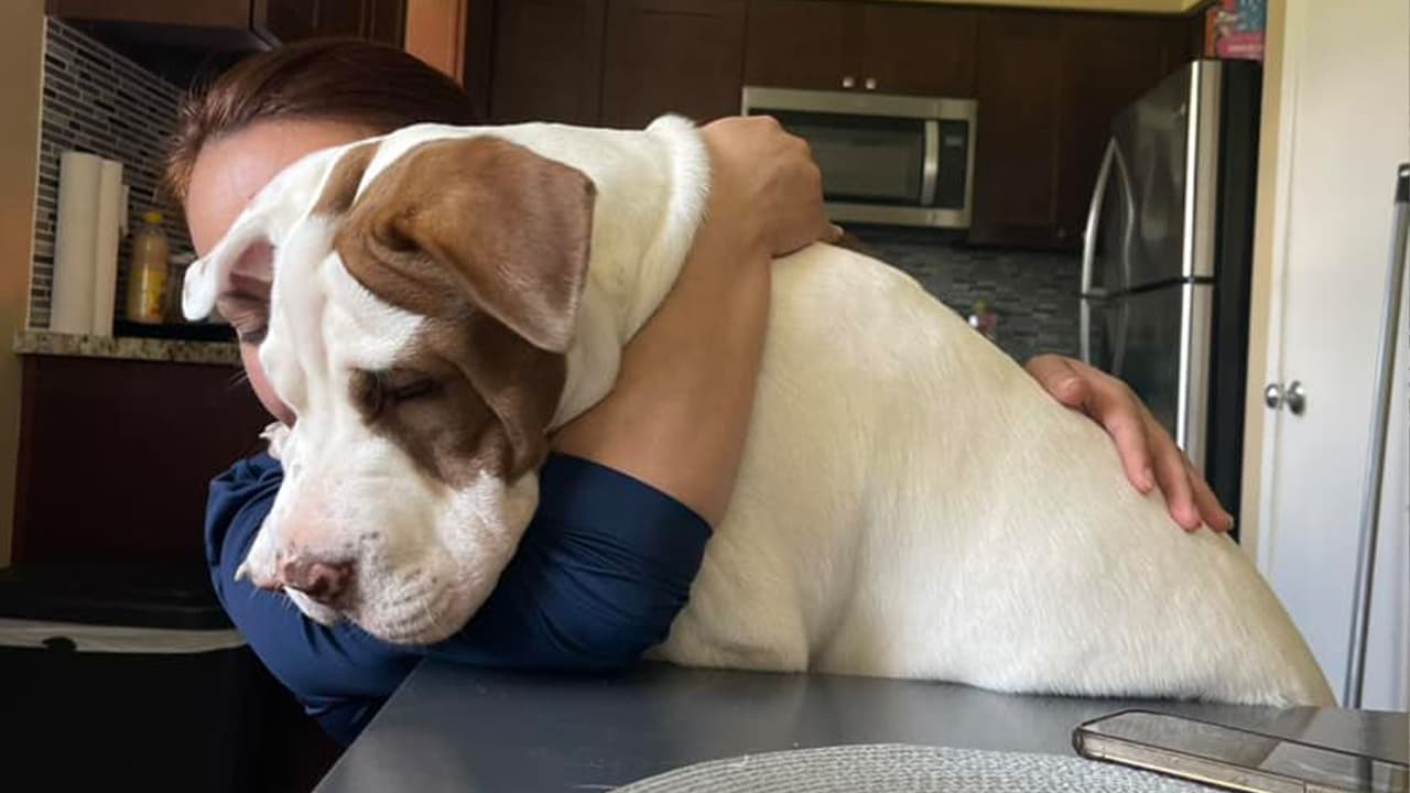 Muchos coincidieron que las mascotas son más que un fiel amigo, son familia.