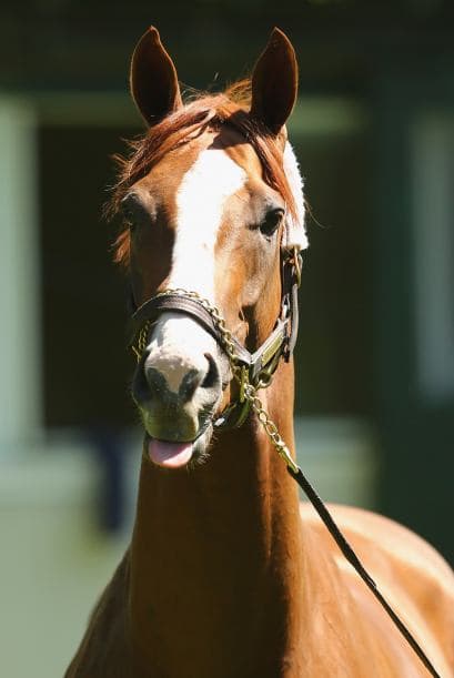 Le gusta llamar la atención, le gusta que le tomen fotos, se detiene, posa.