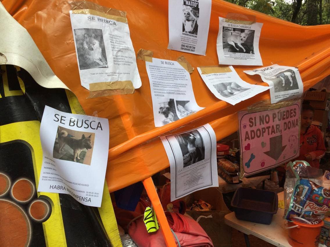 Muchas personas acudieron al albergue para colocar folletos y para ver si ahí se encontraba su mascota.