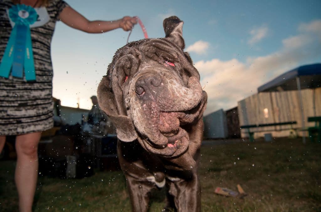 Martha ganó este viernes el World's Ugliest Dog Competition (la competencia del perro más feo del mundo). Tiene tres años y pesa 125 libras.
<br>
