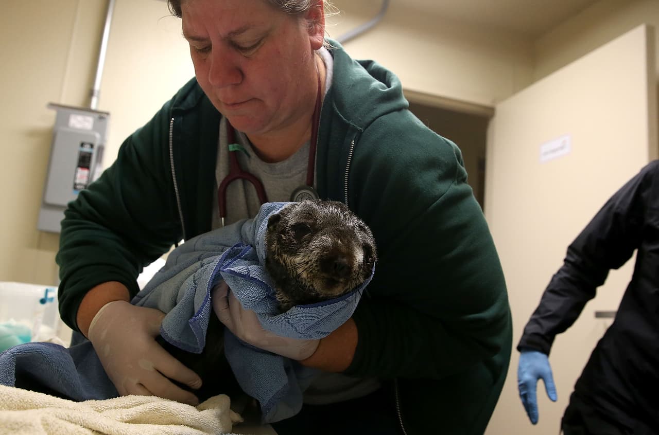Un número récord de cachorros de lobos marinos han sido encontrados varados en las playas de California y están siendo atendidos en el Centro de Mamíferos Marinos.