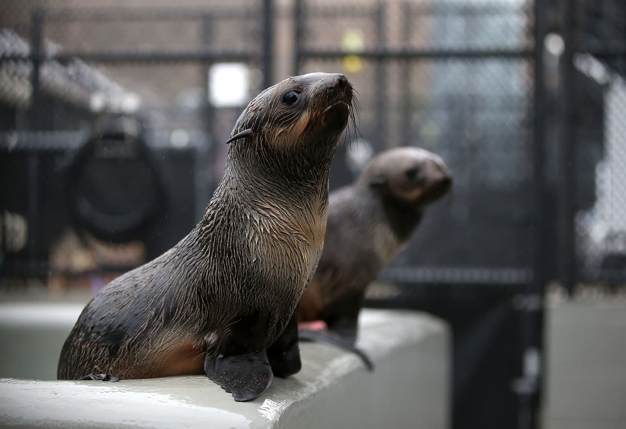 Un número récord de cachorros de lobos marinos han sido encontrados varados en las playas de California y están siendo atendidos en el Centro de Mamíferos Marinos.