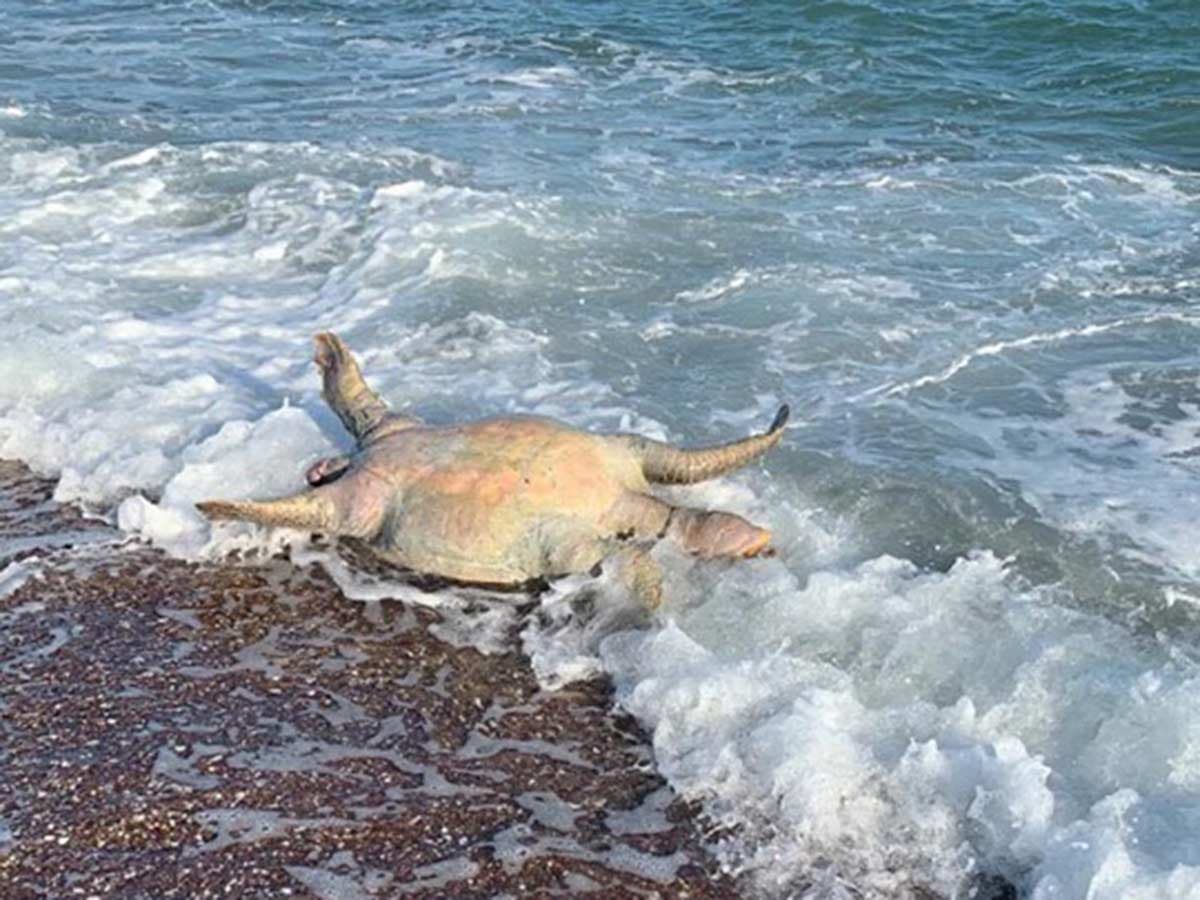 Una tortuga muerta en las playas de Sonora, cerca de donde ocurrió el derrame de la empresa grupo México.