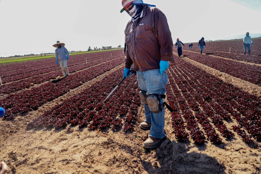 El EDD y sus colaboradores ofrecen una amplia gama de servicios para los trabajadores agrícolas, que incluyen asistencia en varios idiomas, información sobre beneficios como el Seguro de Desempleo, el Seguro de Incapacidad y el Permiso Familiar Pagado, referencias a servicios de apoyo locales como atención médica de bajo costo, vivienda y asistencia legal, asistencia con la búsqueda de empleo y creación de currículum, información sobre los derechos laborales y la