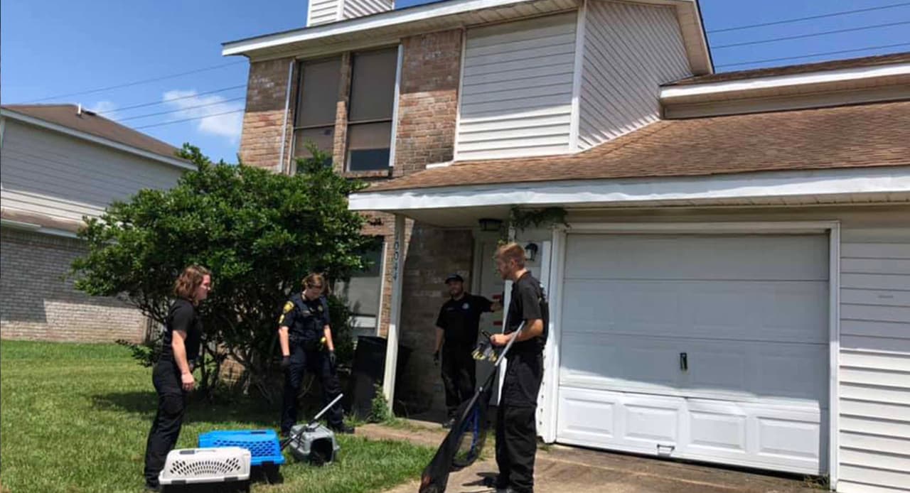 Y dejaron a los gatos en el lugar sin agua y sin comida.