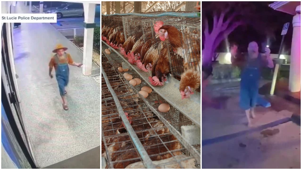 Un debate sobre cuántos huevos pone una gallina terminó en tiroteo en Florida