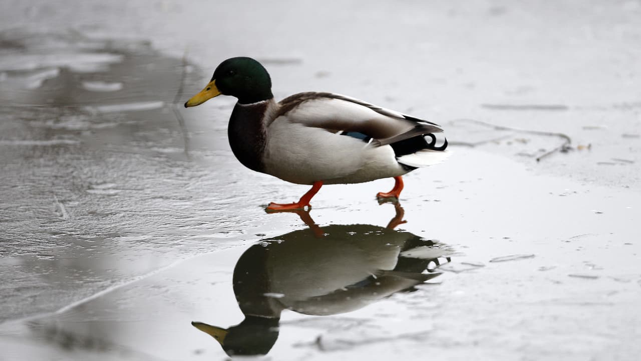 La primera es que alimentar a los patos puede causar una propagación de enfermedades tanto a ellos como al resto de aves.