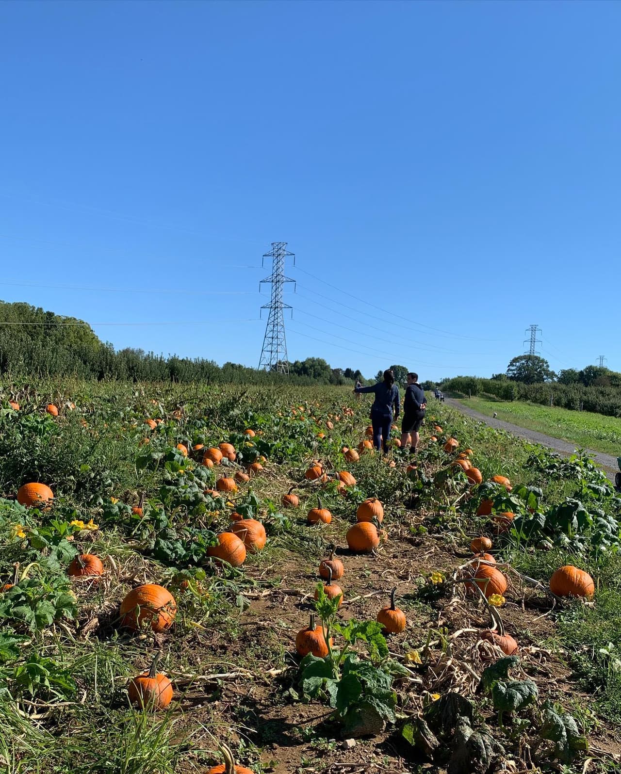 <b><a href="https://highlandorchards.net/">Highland Orchards:</a></b>Ya sea que la recolección de calabazas o manzanas esté en la agenda del día, Highland Orchards tiene un servicio de transporte conveniente para llevar a las familias a los campos de pick-your-own. A los padres les encanta aprovechar las hermosas oportunidades para tomar fotografías disponibles en sus pintorescos terrenos. Asegúrese de hacer un paseo en carruaje y visitar el mercado y la panadería, donde todas las golosinas son de origen local.