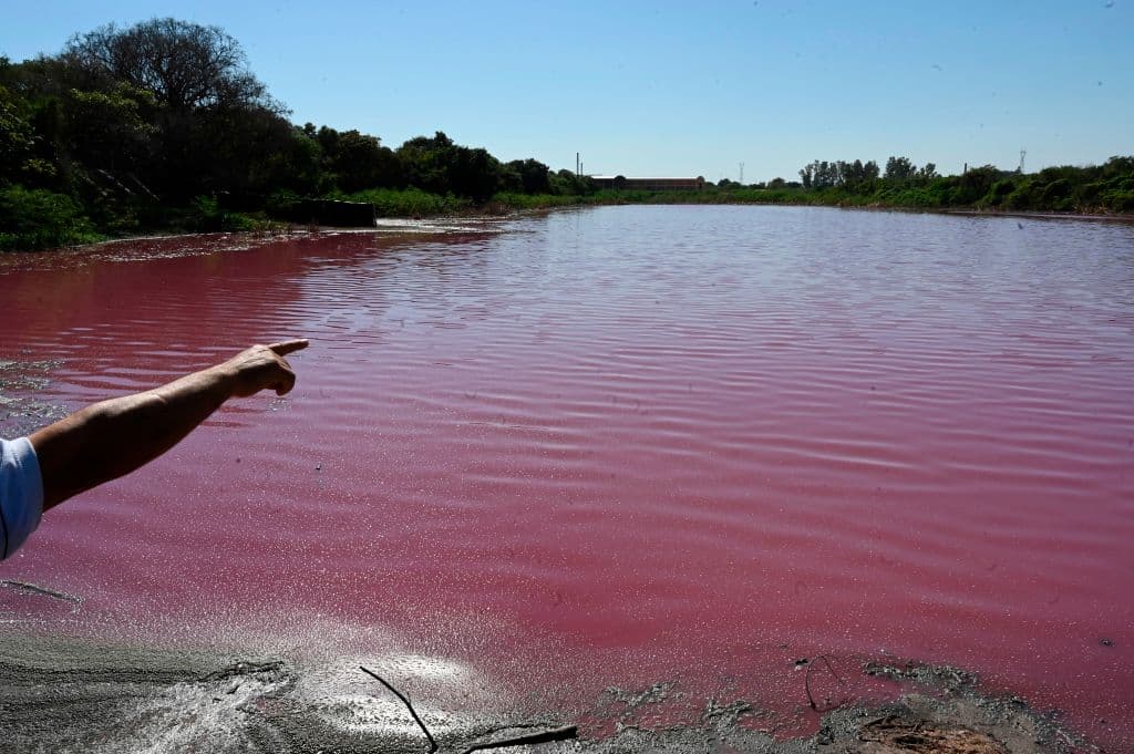 Según Rosa Morel, las investigaciones en el lugar confirmaron la presencia de "algas dañinas como cianobacterias que son microorganismos que se alimentan de fósforo". "Estamos buscando también cromo y sustancias taninosas. Las curtiembres usan bastante base de tanino sintético para curar el cuero", puntualizó.