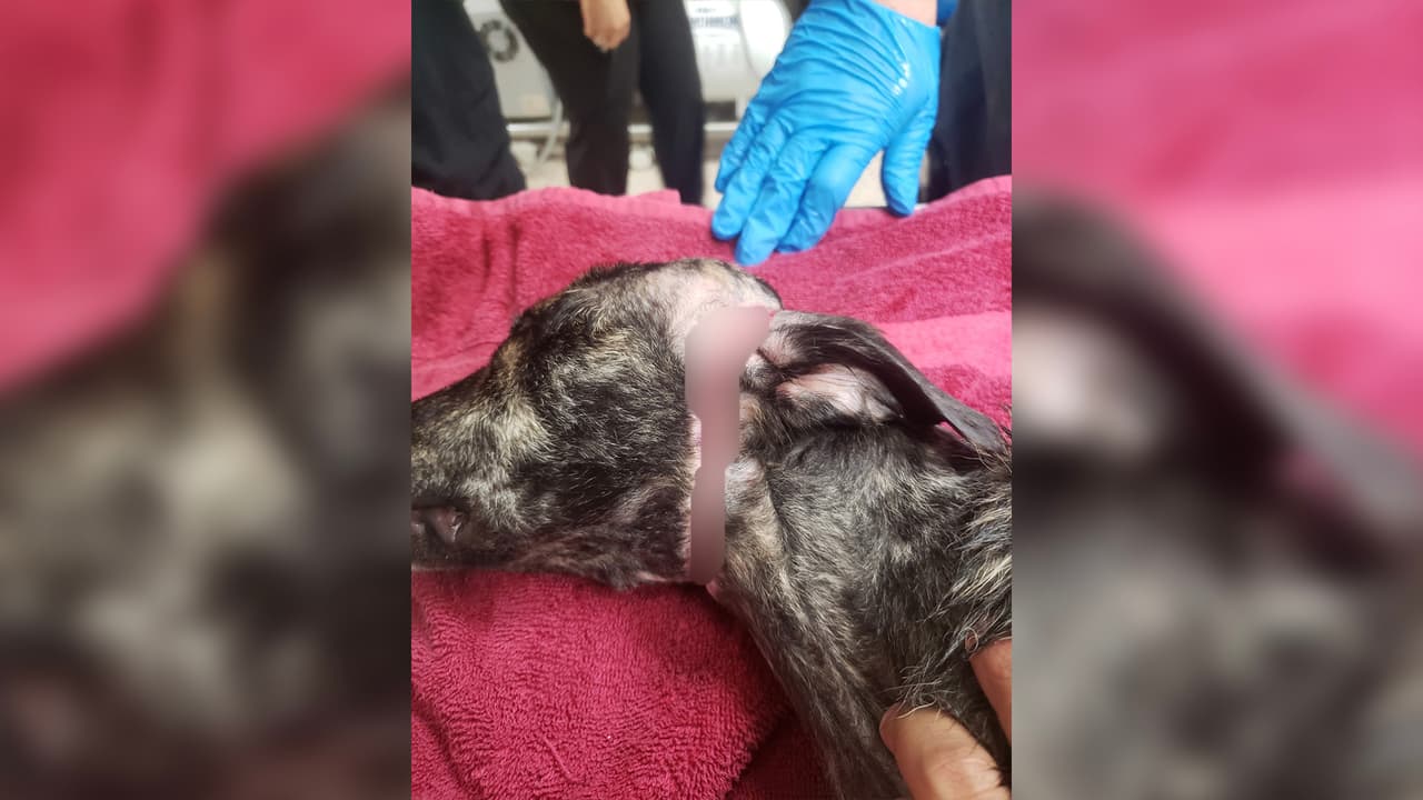 El 
<a href="https://www.univision.com/temas/perros">perro</a> tuvo que ser tratado por la herida en su cuello luego de tener una cinta para el cabello.