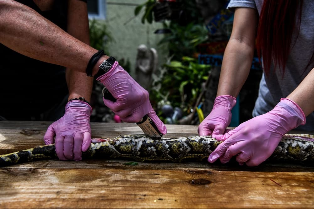 Según explicó el artesano, para su nueva creación se inspiró luego de ver un meme donde un caballo lleva como mascarilla un corpiño de mujer, y le pidió a su esposa uno de sus corpiños para probar si era posible.
<br>