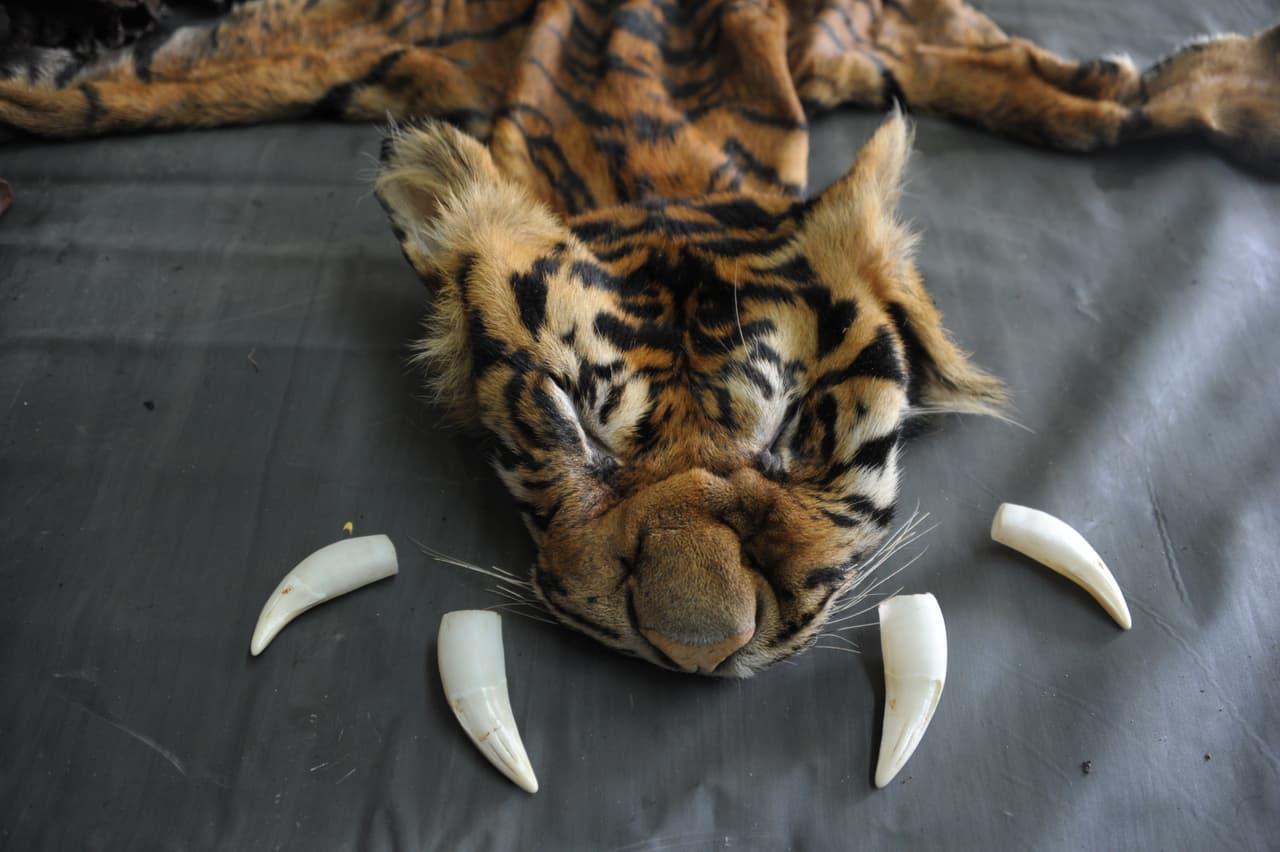 The confiscated skin and teeth of a critically endangered Sumatran tiger are displayed at a police station in Banda Aceh, the capital of Aceh province, on August 10, 2015. Indonesian police have arrested four men for allegedly killing the Sumatran tiger and trying to sell its body parts, an official said August 10, the latest case of the critically endangered animals being targeted. AFP PHOTO / CHAIDEER MAHYUDDIN (Photo credit should read CHAIDEER MAHYUDDIN/AFP/Getty Images)