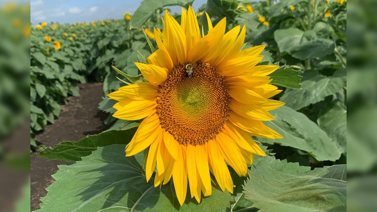 <b>Heap’s Giant Pumpkin Farm</b>
<br>La experiencia de cosecha de girasoles en esta granja comienza el 26 de agosto y está disponible hasta septiembre. Además de los girasoles, puedes conocer los campos de una hermosa flor llamada Rosa Mística. La granja se ubica a una hora y media de Chicago. 
<br>
<br>
<b>¿Dónde?</b> Heap’s Giant Pumpkin Farm (4853 US-52. Minooka IL)
<br>
<b>¿Precio?</b> $12 por persona (incluye acceso a todas las actividades de la granja y un girasol, menores de 3 años no pagan. 
<br>Para más información, 
<a href="https://www.heapsgiantpumpkinfarm.com/sunflower-harvest" target="_blank">consulta esta página</a>.