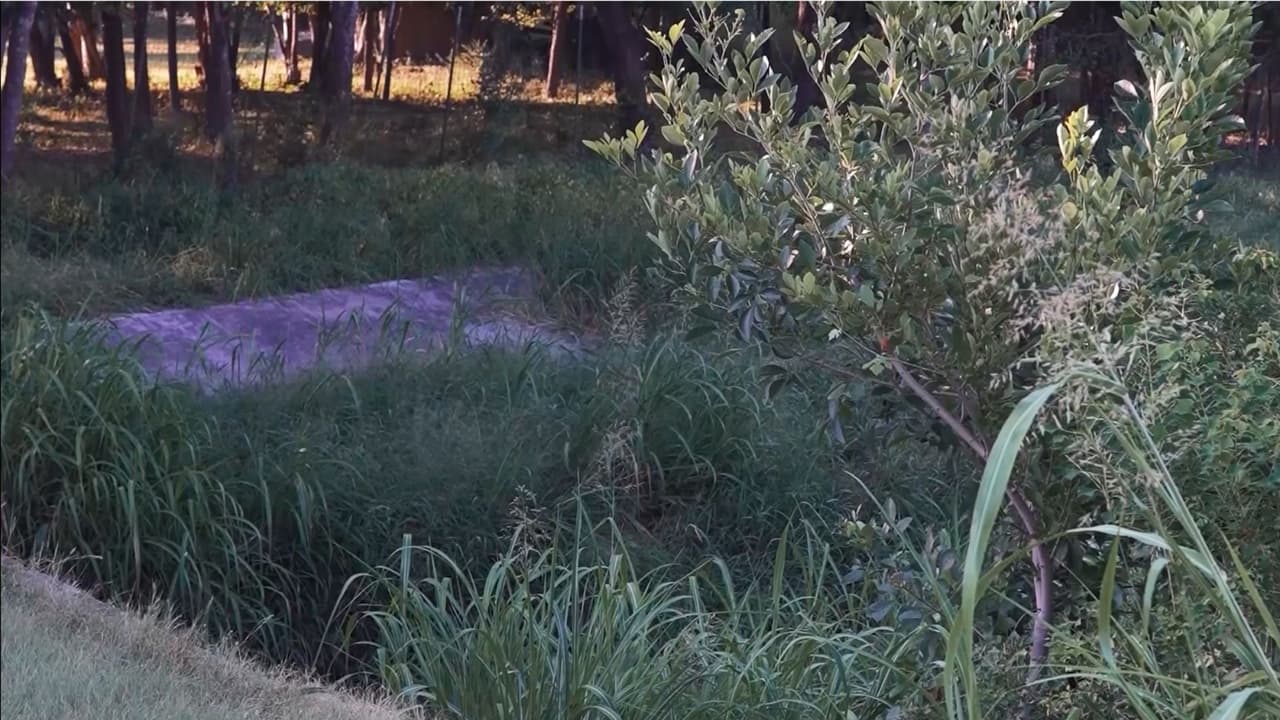 Aryana fue encontrada a más de 
<b>300 metros del punto donde fue reportada como desaparecida</b>, en un área cubierta de vegetación.
<br>
<br>Para entender la distancia, especialistas explican que un niño pequeño puede caminar aproximadamente entre 
<b>1 y 2 millas por hora</b>. A ese ritmo, un menor podría recorrer alrededor de 
<b>270 metros en cinco minutos</b>, una distancia cercana a tres campos de fútbol americano.
<br>
<br>Esto significa que, en pocos minutos, un niño de corta edad puede alejarse considerablemente si no está bajo supervisión constante.