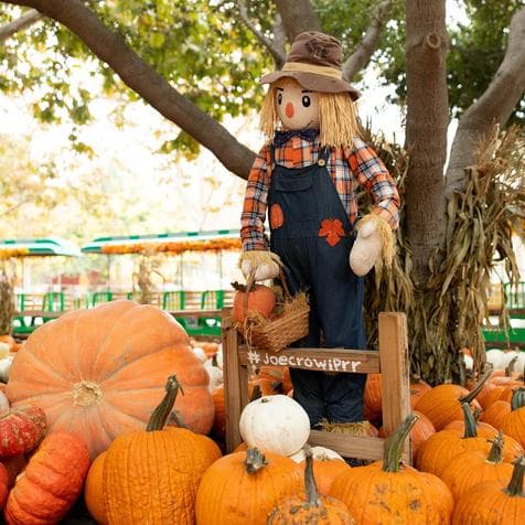 <b><a href="https://www.irvineparkrailroad.com/" target="_blank">Irvine Park Railroad: </a></b>
<br>Esta granja de calabazas estará abierta desde el 8 de septiembre y hasta el octubre 31. Ofrece un laberinto de heno, casa encantada, locaciones para fotos y otras actividades, como paseos en tren y una casa inflable. La entrada a cada atracción cuesta $ 6 cada una. 
<br>Dirección: 1 Irvine Park Road, Orange