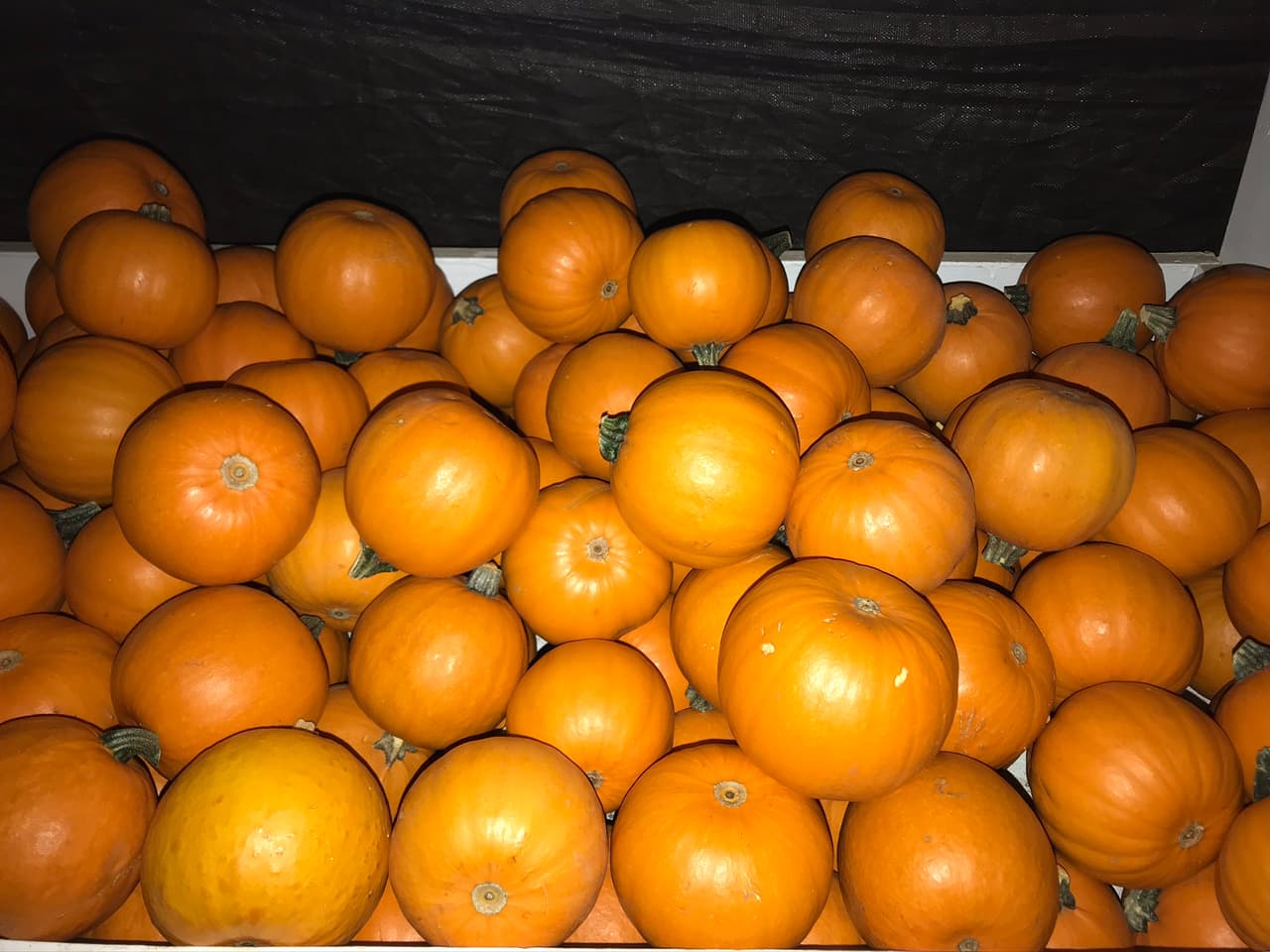 La calabaza kuri es una calabaza de invierno de piel delgada de color naranja, que tiene la apariencia de una pequeña calabaza sin las crestas. A primera vista las puedes confundir con naranjas.