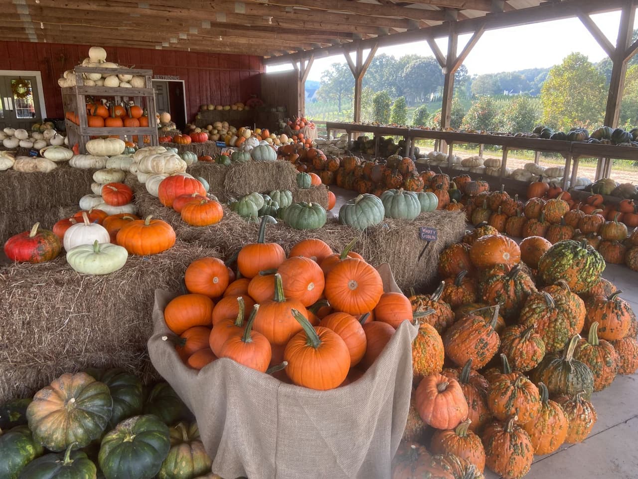 <b><a href="https://www.kinseyfamilyfarm.com/">Kinsey Family Farm (Gainesville)</a>. </b>Kinsey Family Farm ofrece calabazas para decorar y cocinar, y puedes elegir entre una gran variedad.
<br>
<br>
<b><a href="https://goo.gl/maps/WNg8x2ezUaLzcL5Z6">Cómo llegar</a></b>