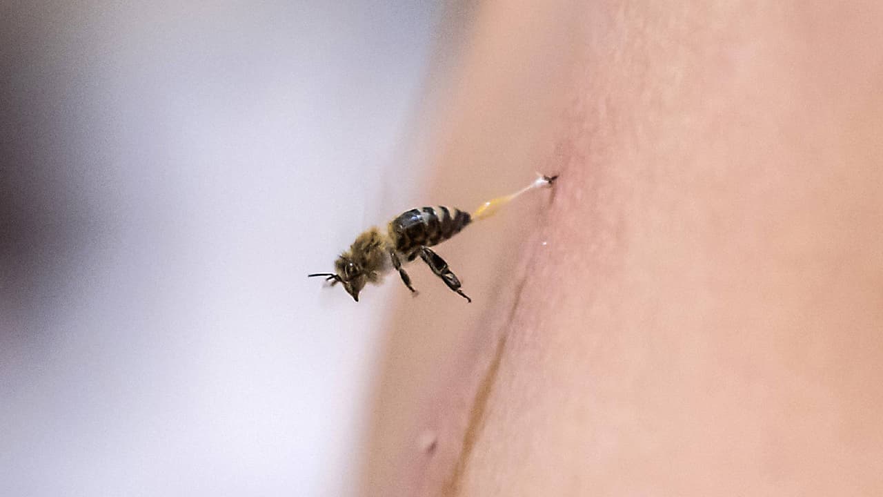 Trabajador es picado por miles de abejas cuando hacía mantenimiento en Sun City West 