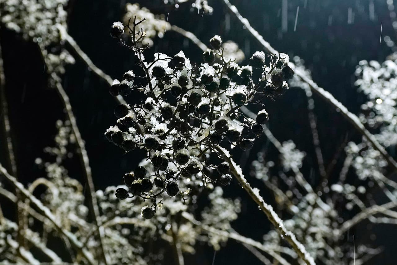 Árboles frutales helados en Jackson. Varias escuelas públicas retrasaron sus clases o cerraron en Alabama, y las autoridades de transporte reportaron accidentes en áreas que durante la noche recibieron una fuerte precipitación invernal.