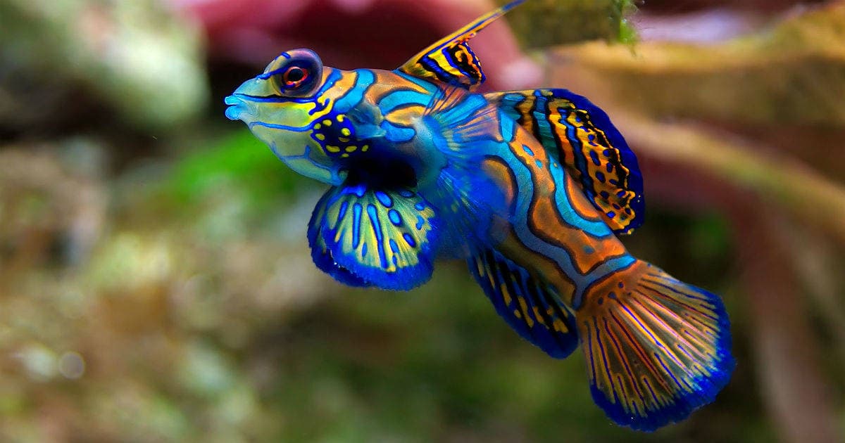 ¿Por qué Colombia sacrificó unos peces exóticos una semana después de rescatarlos?