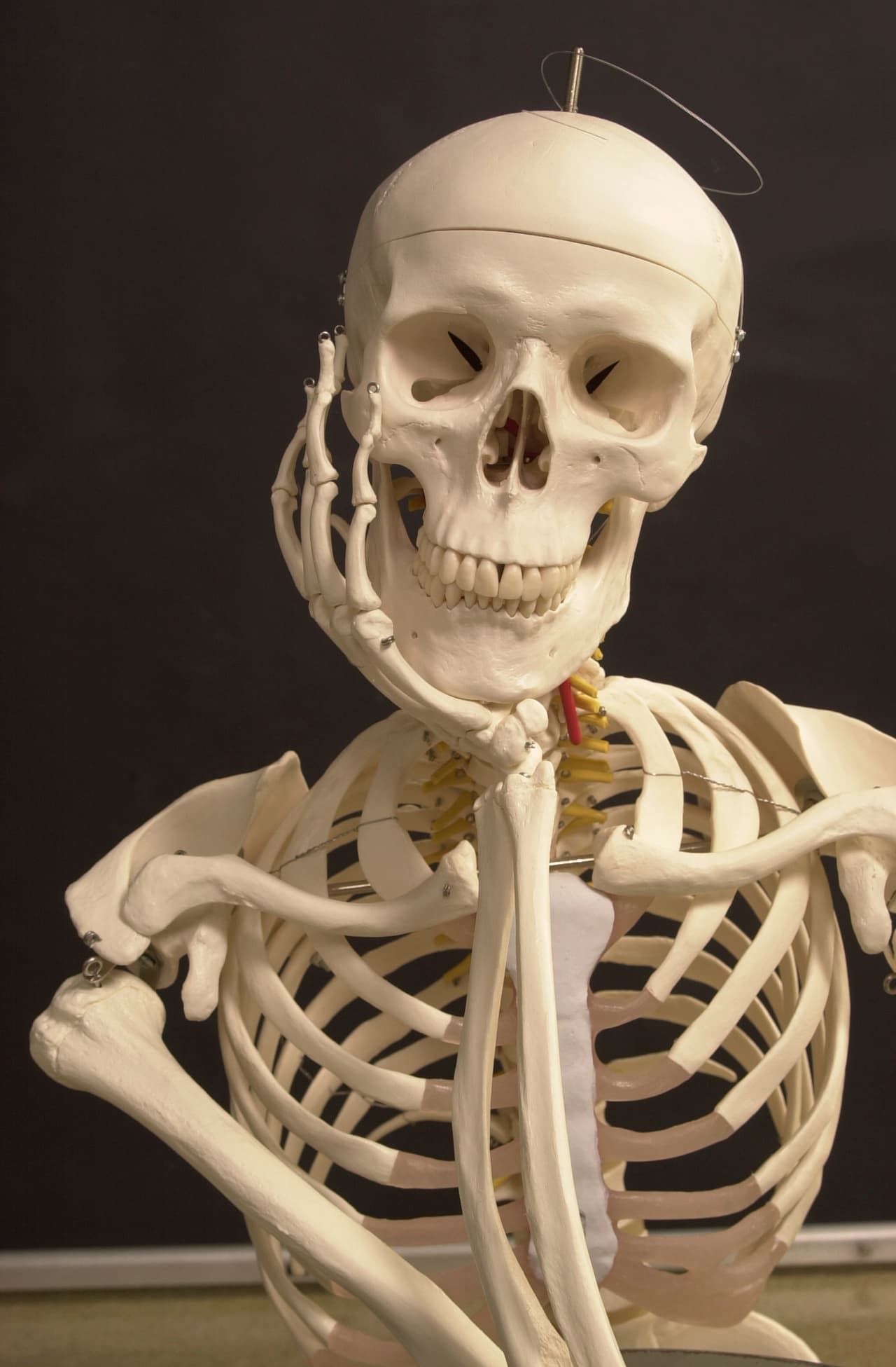 El esqueleto siempre está asociado a los misterios de la vida y la muerte