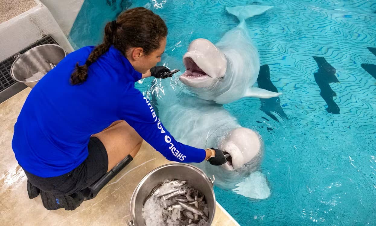 Dos belugas más mueren en el Acuario Shedd y se abre una investigación veterinaria