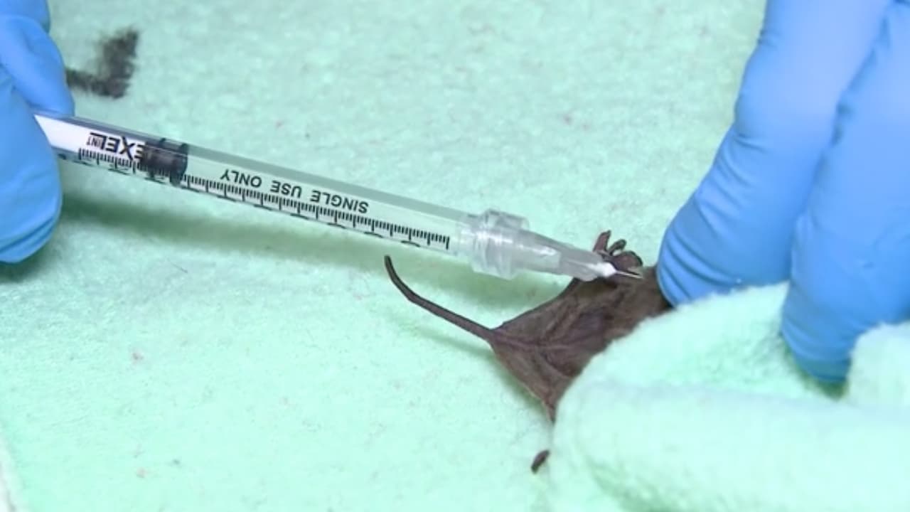 Además, le suministraron líquidos vía intravenosa y también le dieron alimentos.