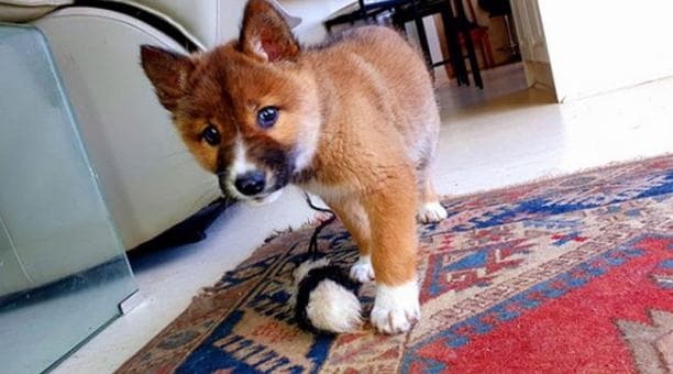 Pensaron que tenían un perrito, pero una prueba de ADN confirmó que es una rara especie amenazada