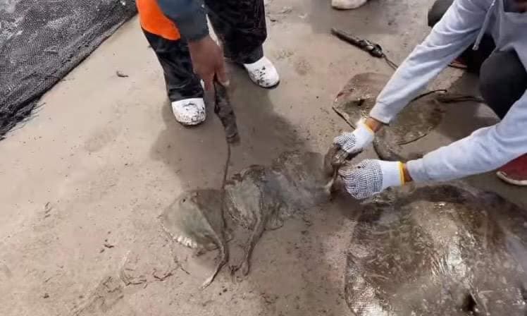 Se les estaba arrancando el aguijón, con el pretexto de evitar que lastimaran a los turistas que visitaran la playa.