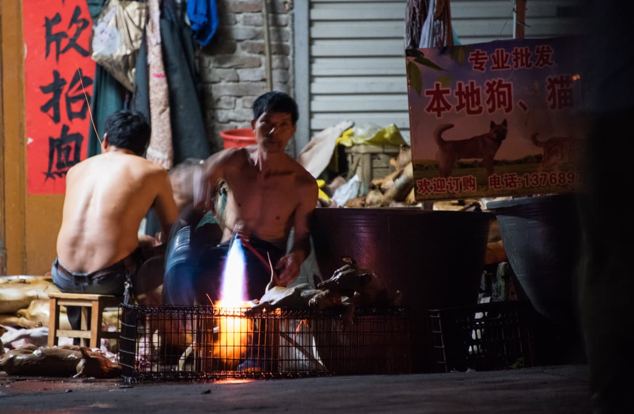 A pesar de ser una actividad cada vez más impopular, desde hace años este festival ha alimentado un gran mercado negro de carne de perro en China que promueve que un sinnúmero de perros sean robados cada año por bandas especializadas en ello para venderlos y sacrificarlos.