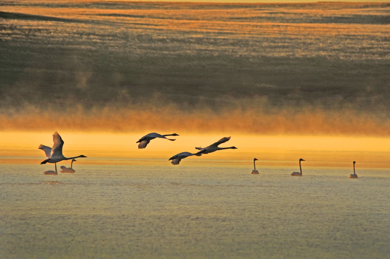 <b>Paisajes de Dauria, Rusia y Mongolia.</b> Los diferentes tipos de estepas, pastizales, bosques, lagos y humedales, sirven de hábitat para una gran variedad de especies poco comunes, como la grulla blanca y la avutarda grande, así como millones de especies vulnerables, en peligro de extinción o amenazadas.