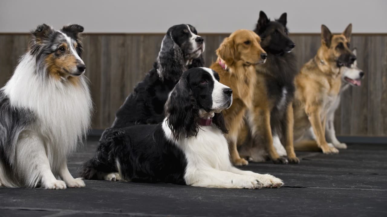 ¿Qué debes considerar antes de adoptar un perro?