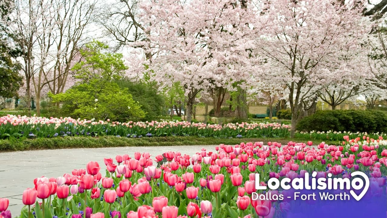 Esta es la última semana para visitar el festival de las flores con cerezos y tulipanes en el Jardín Botánico de Dallas