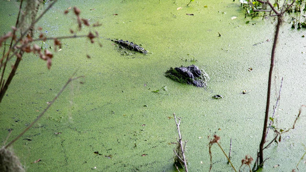 Los pantanos que rodean el Brazos Bend son el hábitat natural de estos reptiles. 
<b><a href="https://www.univision.com/local/houston-kxln/brazos-bend-un-parque-que-reune-las-especies-mas-salvajes-de-texas">Si no se les molesta, no representan un peligro. </a></b>
<br>