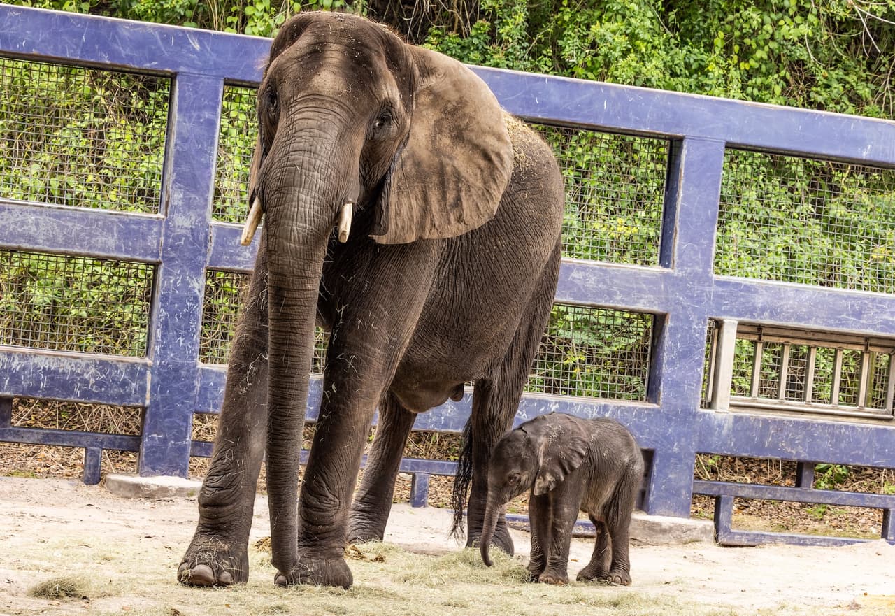 Corra, la bebé elefante, pesó 218 libras cuando nació el 13 de diciembre, informó Disney en una publicación en su Blog.
