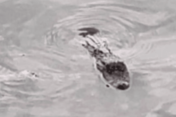 Caimán es encontrado en un lago de Carolina del Norte