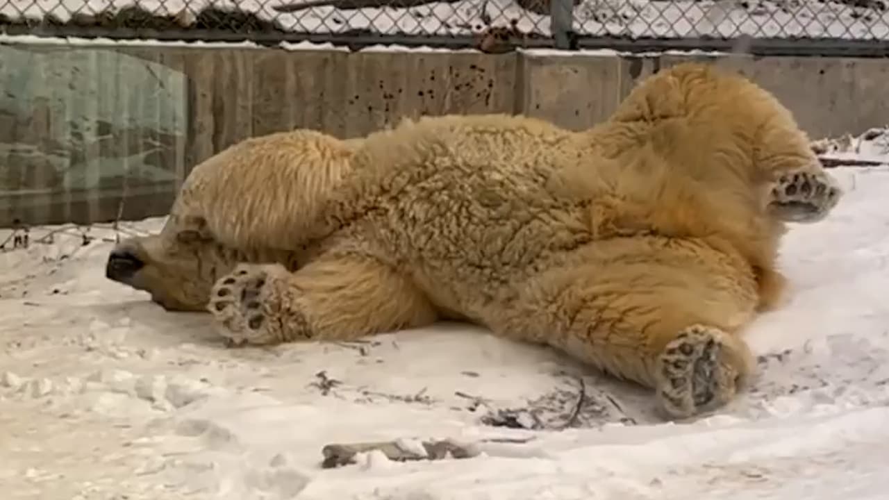 Osos polares disfrutan de las nevadas en el Zoo de SLC esta temporada de fiestas