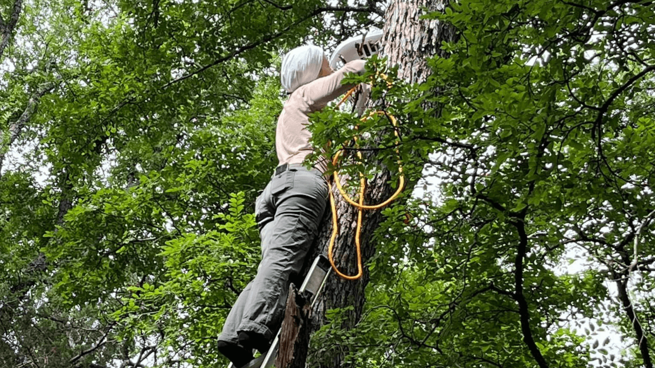 La asociación construyó otro nido con varios materiales y lo subieron unos 30 pies arriba de un árbol. Ellos se coordinaron con el Departamento de Parques y Vida Silvestre de Texas y con el Guardabosques en el condado Travis.