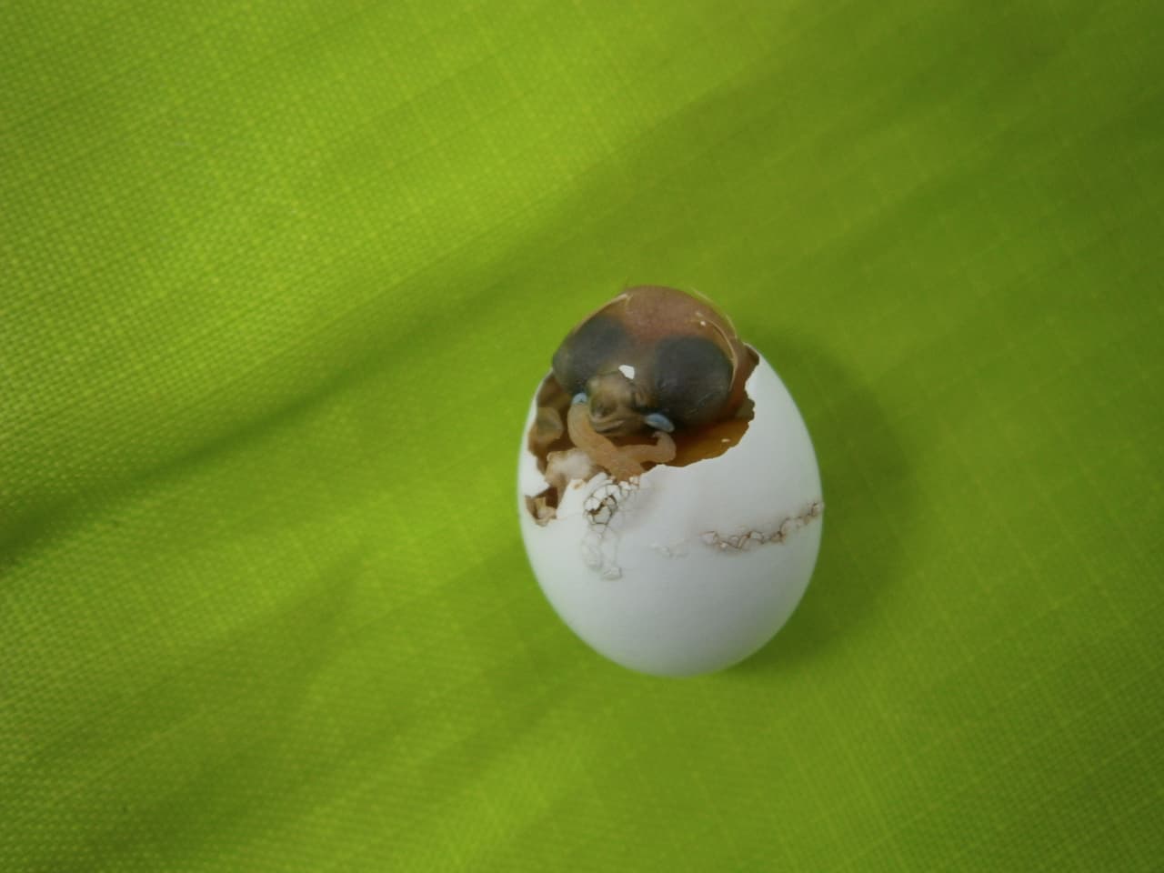 Las aves que le cantan a sus huevos para advertirles del cambio climático