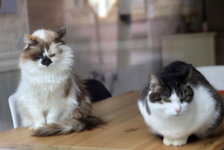 Dos gatos en Nueva York son las primeras mascotas en contagiarse con coronavirus en EEUU