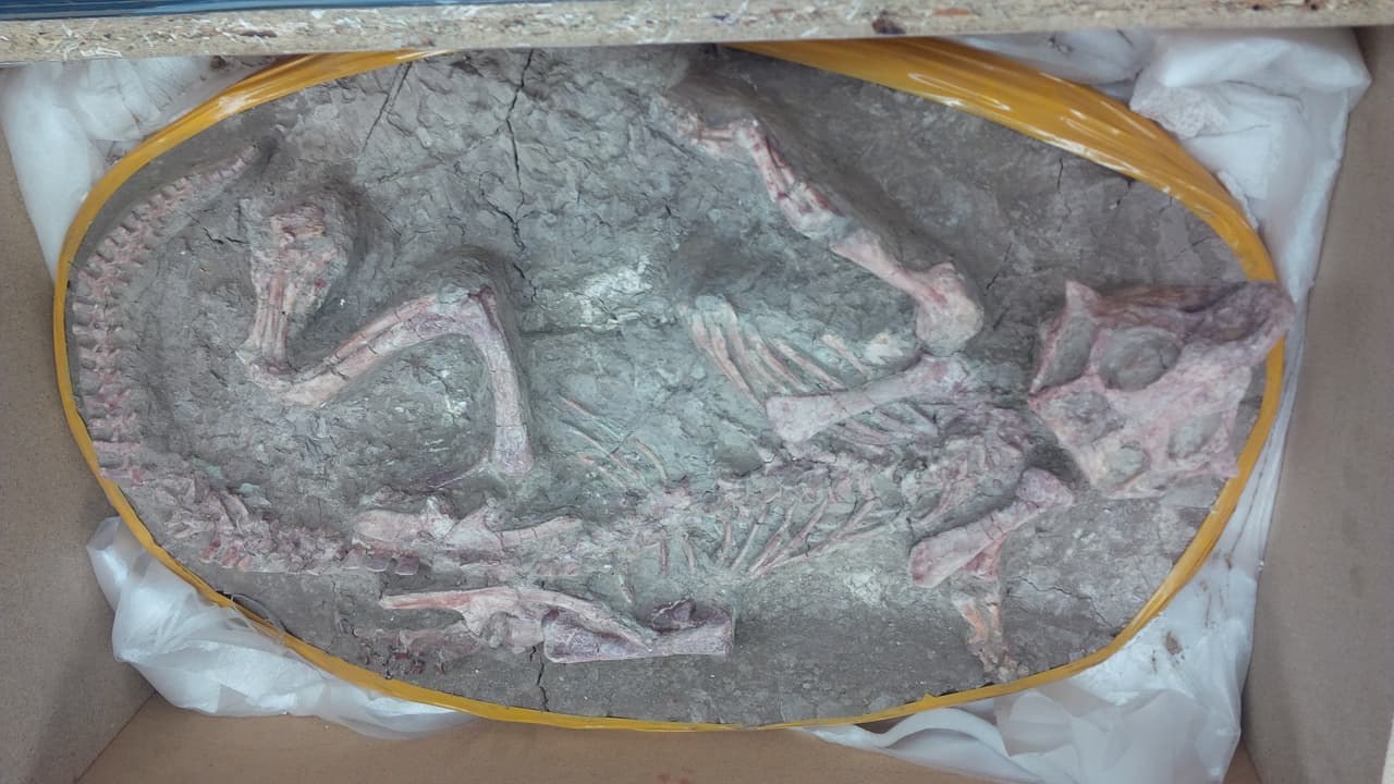 Sentencian a hombre por contrabando fósiles de dinosaurios 