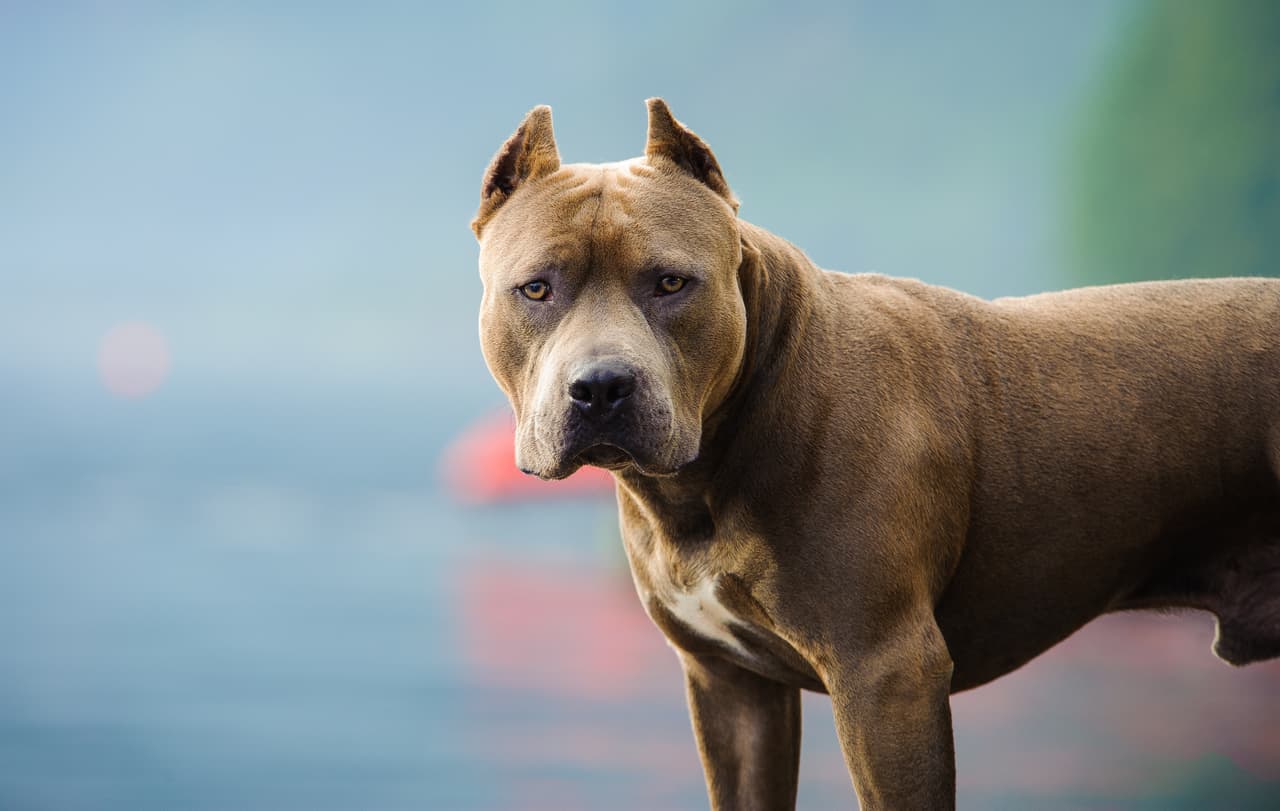 Niño muere tras caer de una ventana y ser atacado y mutilado por los pit bulls de la familia