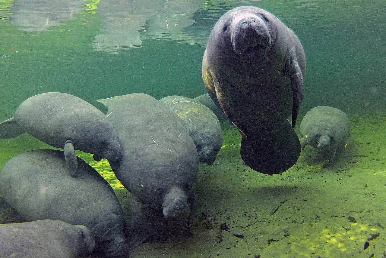 FL: Cientos de manatíes llegan a Three Sisters Springs