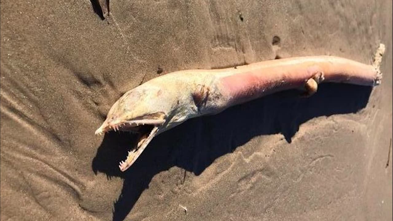 ¿Es un animal o un dinosaurio?: Este raro pez fue hallado en una playa del sureste de Texas.