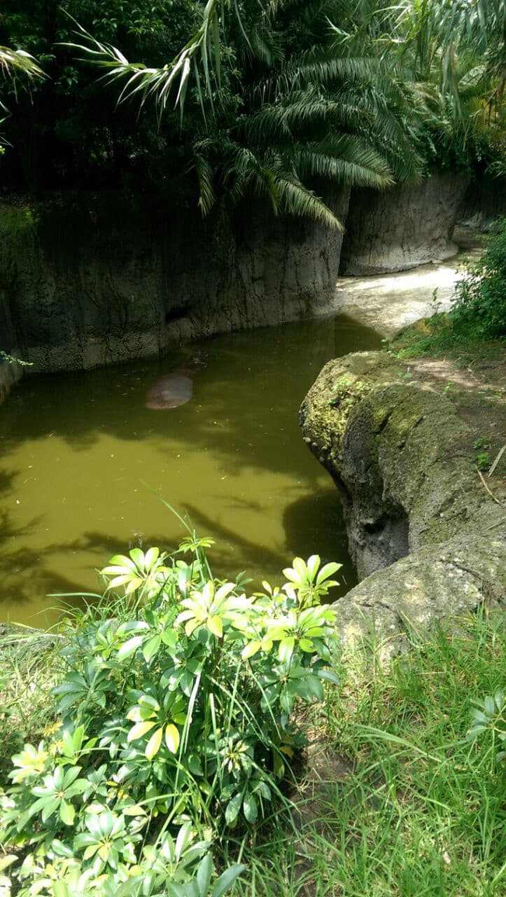 El agua de los hipopótamos. De acuerdo a Hoyo, contrario a lo que sostiene el recinto, esta condición no es la idónea para los animales.