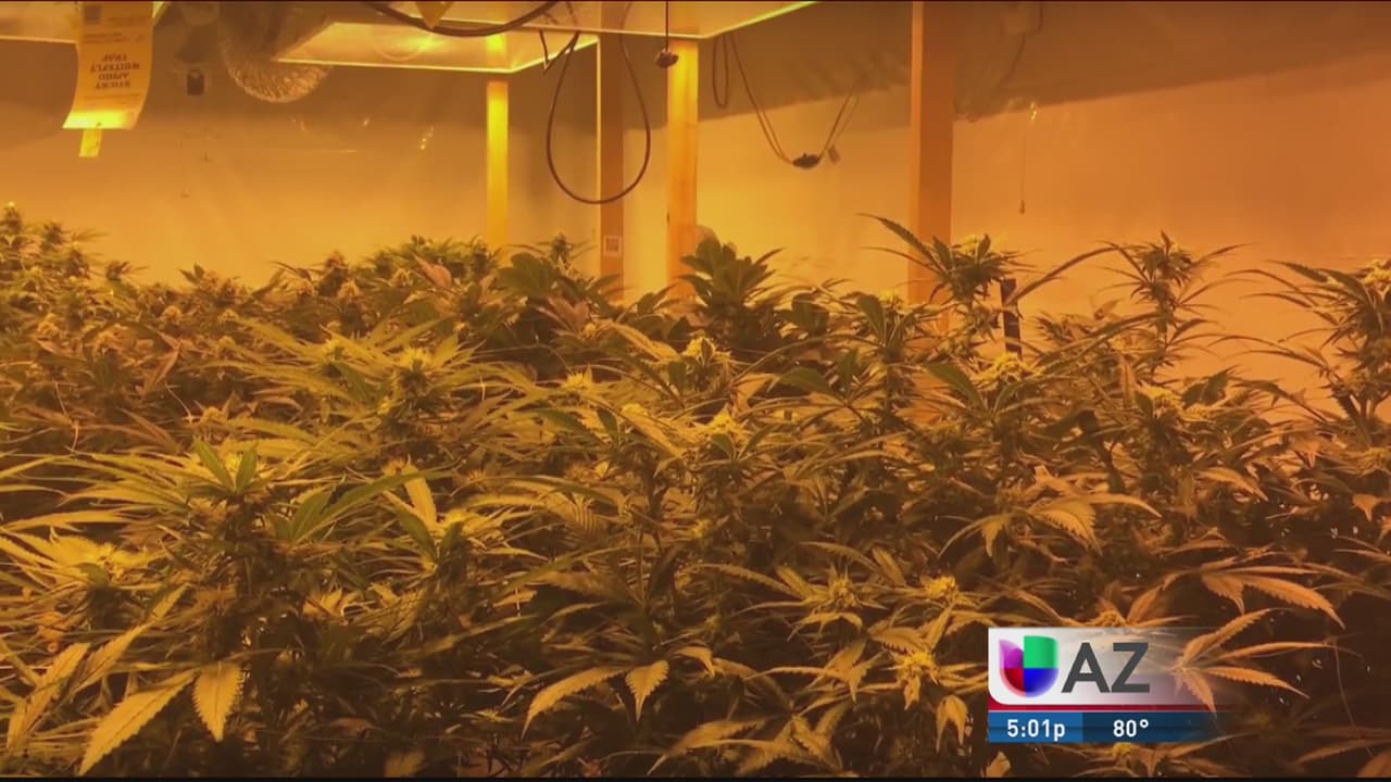 Operación ilegal se hacía pasar por cultivo de marihuana medicinal 