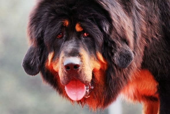 Su pelo es de longitud variable, pero abundante por naturaleza y los colores característicos son el fuego, negro con manchas fuego o negro completo, así como el negro-azulado.